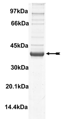 Eurofins DiscoverX Haspin Protein, Active 250 &mu;g | Buy Online | Eurofins DiscoverX | Fisher Scientific